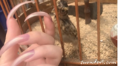 SNOW399-Bird6