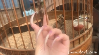 SNOW399-Bird6