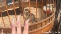 SNOW399-Bird6