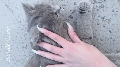 SNOW1079-Cat