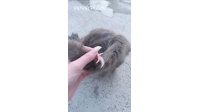 SNOW1079-Cat