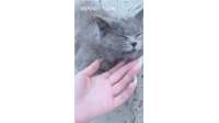SNOW1079-Cat