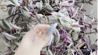 SNOW1410-Showing Blue Nails