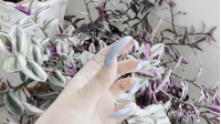 SNOW1410-Showing Blue Nails