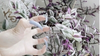 SNOW1410-Showing Blue Nails